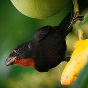 Lesser Antillean Bullfinch