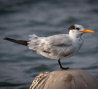 Royal Tern