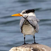 Royal Tern