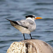 Royal Tern