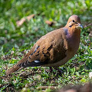 Zenaida Dove