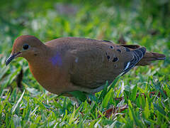 Zenaida Dove