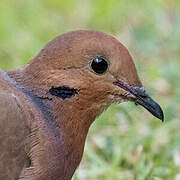 Zenaida Dove