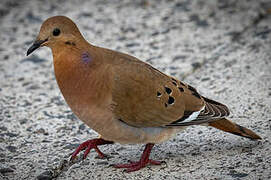 Zenaida Dove