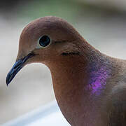 Zenaida Dove