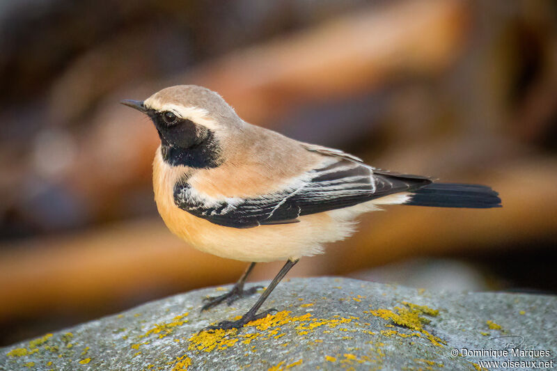 Desert Wheatear