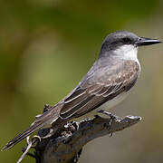 Grey Kingbird