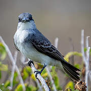 Grey Kingbird