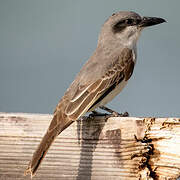 Grey Kingbird