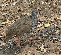 Francolin du Natal