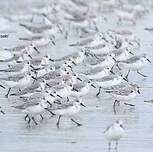 Bécasseau sanderling