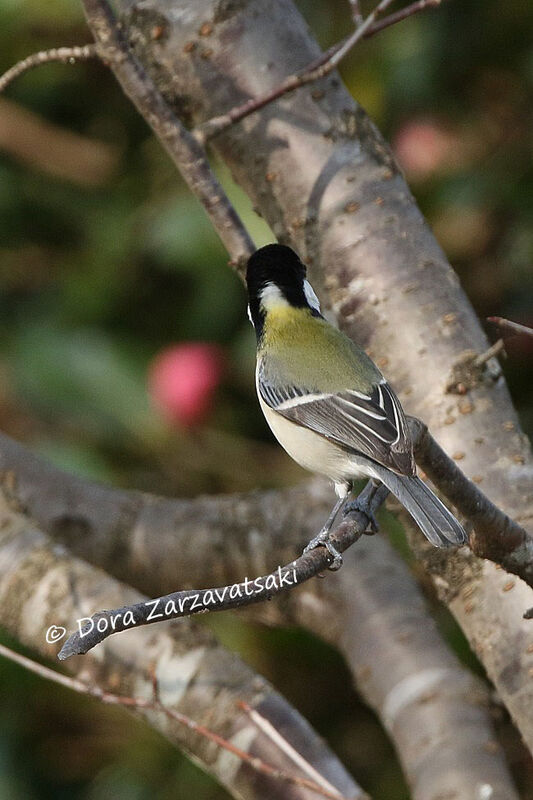 Mésange indienne