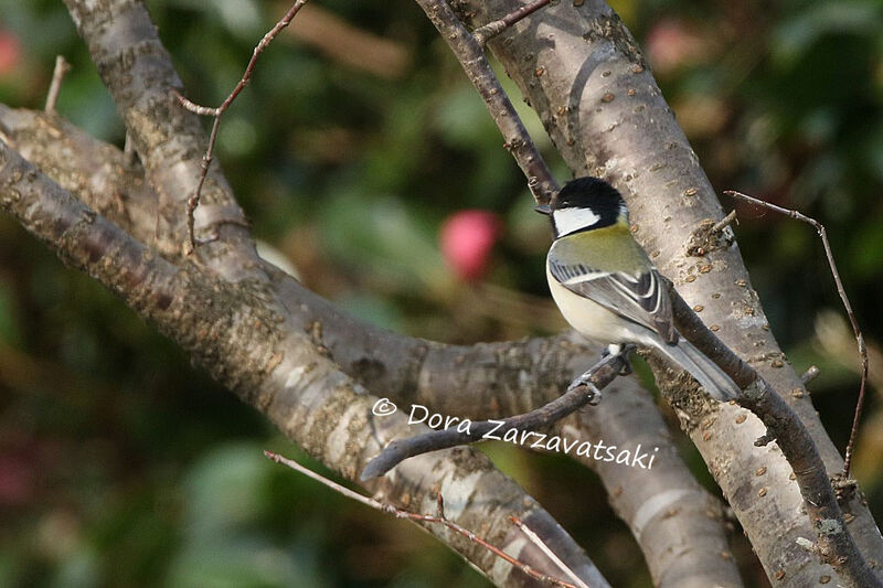 Mésange indienne