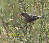 Serin bifascié