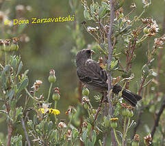 Serin bifascié