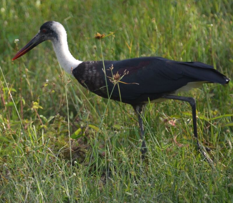 African Woolly-necked Storkadult, identification