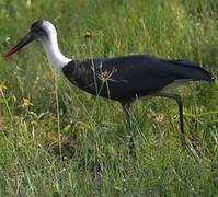 African Woolly-necked Stork