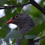 Francolin à bec rouge