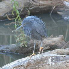 Aigrette ardoisée