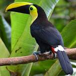 Toucan du Chocó