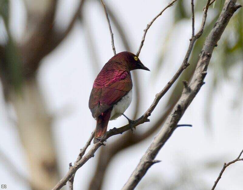 Violet-backed Starling - Cinnyricinclus Leucogaster Male Adult - Erbr214702