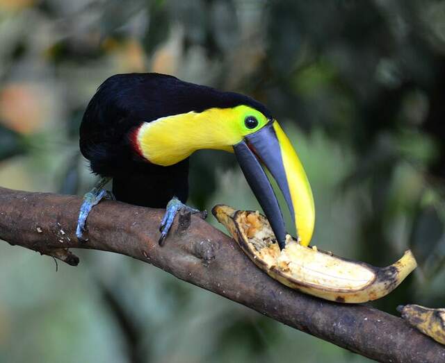 Choco Toucan - Ramphastos brevis immature - erbr207968