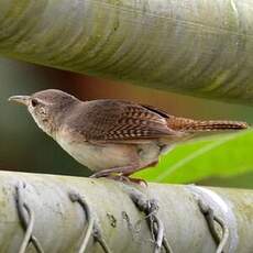 Troglodyte austral