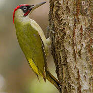 Pic Vert Picus Viridis