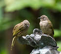 Bulbul aux ailes olive