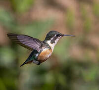 Colibri des Santa Marta