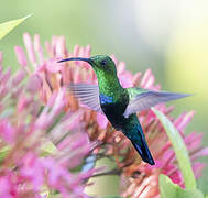 Colibri falle-vert