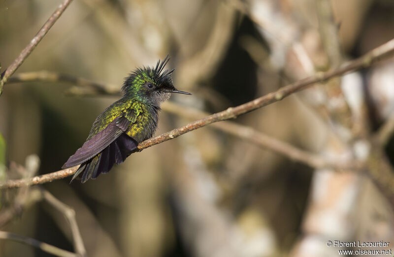 Colibri huppé mâle