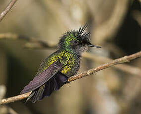 Colibri huppé