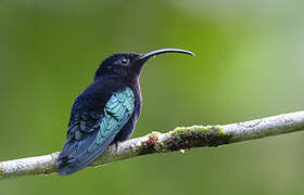 Purple-throated Carib