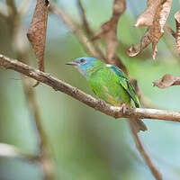 Dacnis bleu