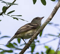 Caribbean Elaenia