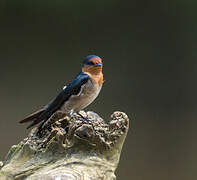 Pacific Swallow