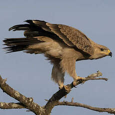 Aigle ravisseur