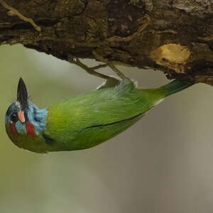 Barbu à oreillons bleus