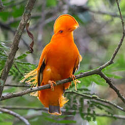 Coq-de-roche orange