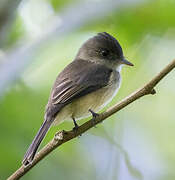 Lesser Antillean Pewee