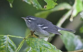 Plumbeous Warbler