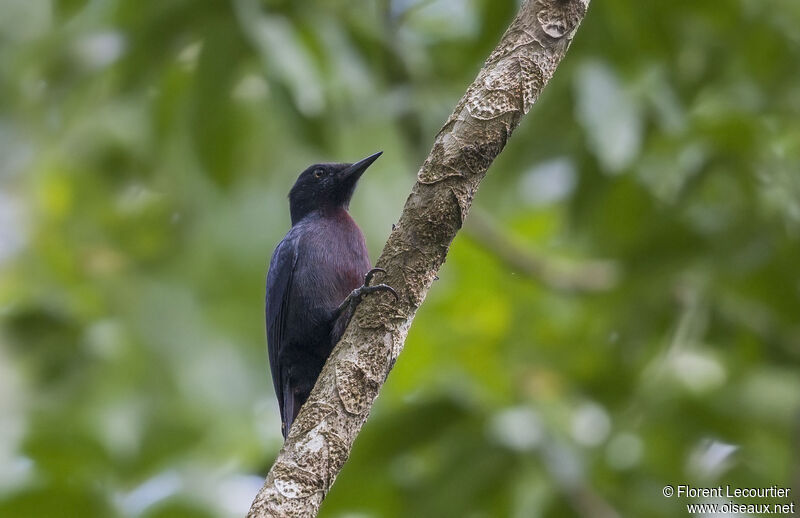 Pic de la Guadeloupe