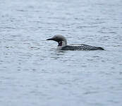 Plongeon arctique