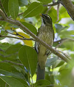 Lesser Antillean Saltator