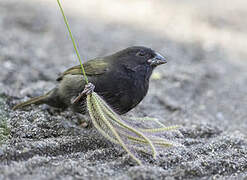 Black-faced Grassquit