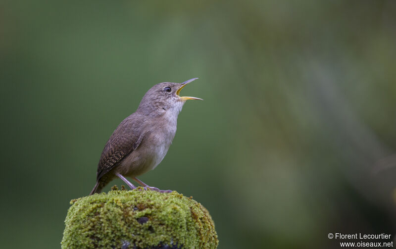 Southern House Wren