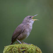 Southern House Wren