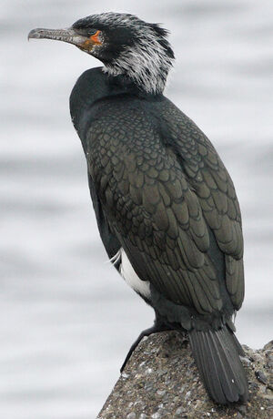 Cormoran de Temminck