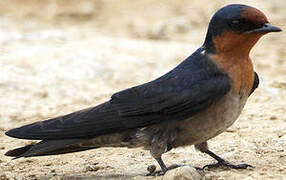 Pacific Swallow